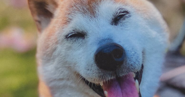Kabosu Shiba Inu Dog Who Helped Define the Doge Meme Dies at 18