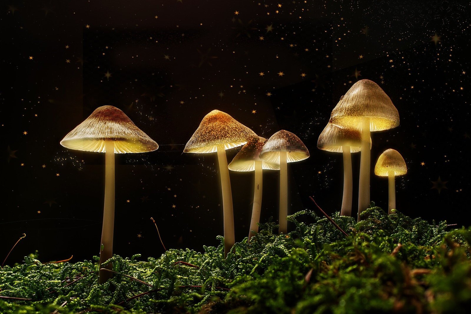 Magic mushrooms may one day treat anorexia, but not just yet