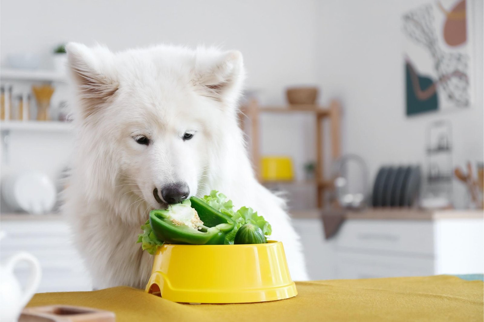 New Study Debunks Vegan Diet Benefits for Dogs