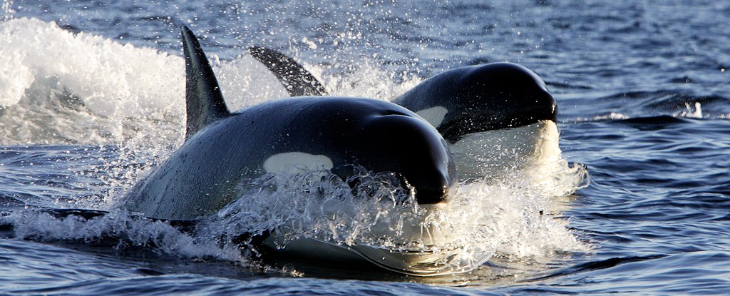 Orcas Strike Again, Sinking Yacht in Strait of Gibraltar : ScienceAlert