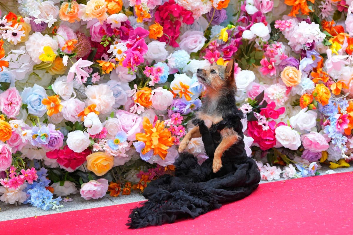 PHOTOS At the Pet Gala fashion goes to the dogs
