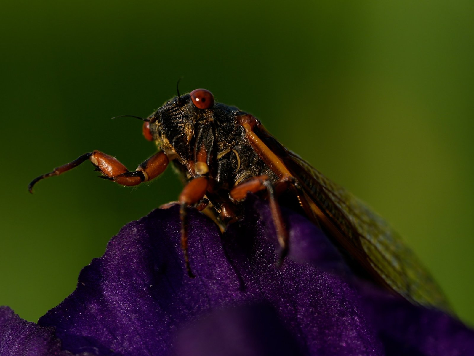 Photos Up close and personal cicadas display natures artwork | Environment