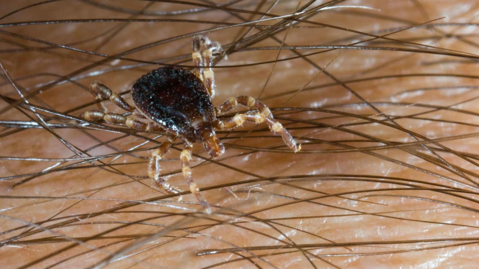 Plague of bloodsucking & disease spreading ‘Monster Ticks’ infesting Brit holiday hotspots as they spread across Europe