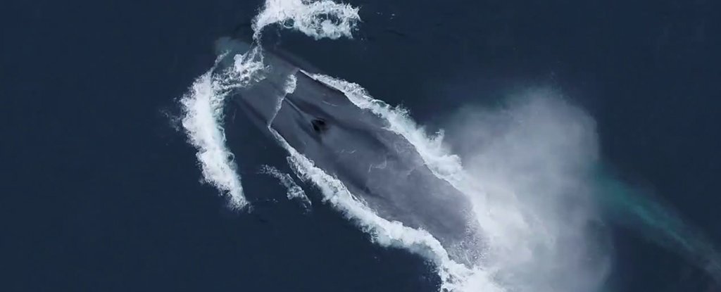 Scientists Spent 15 Years Listening to Blue Whales Heres What They Heard ScienceAlert