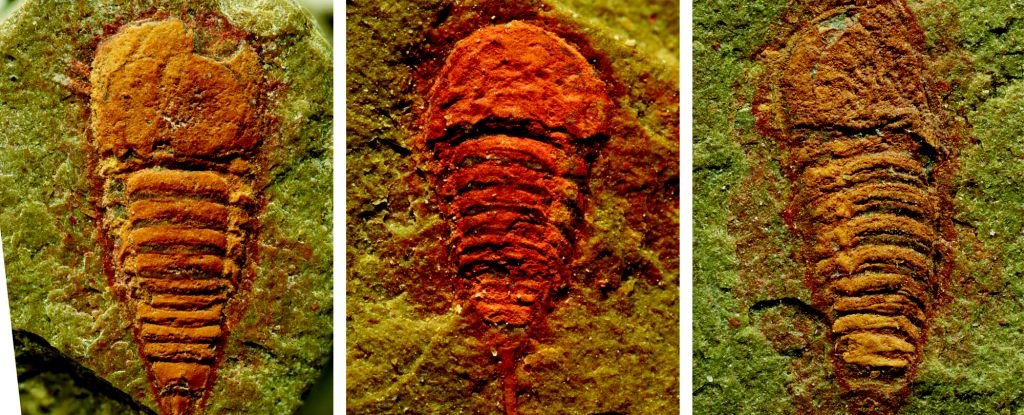 Surprise Discovery Reveals Earliest Known Ancestor of Scorpions And Spiders ScienceAlert