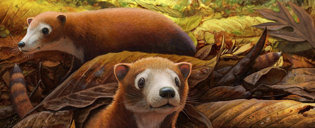 Surprise This Tiny Animal May Be The Long Lost Ancestor of Cows Pigs And Deer ScienceAlert
