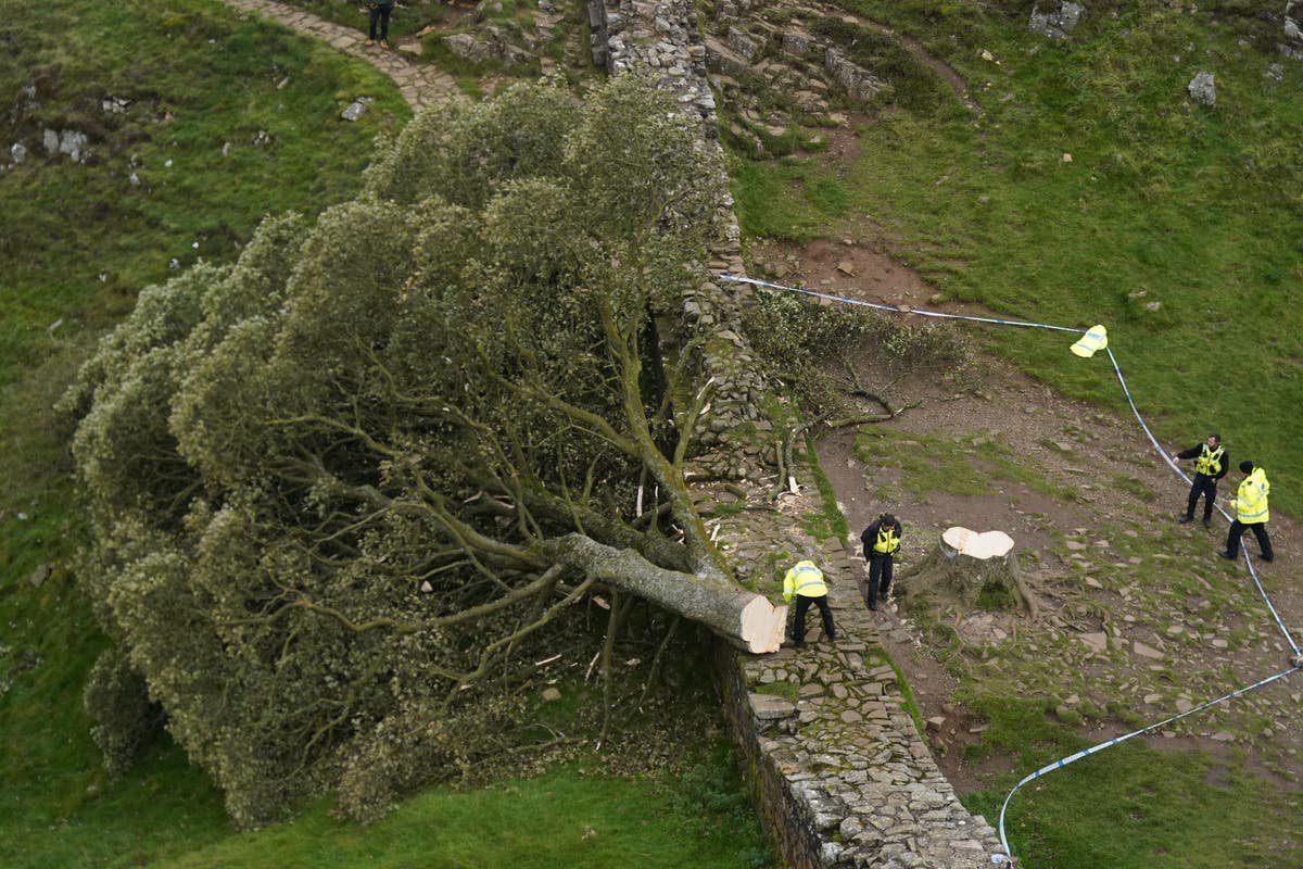 Sycamore Gap tree latest news Two men due to appear in court over felling of centuries old tree