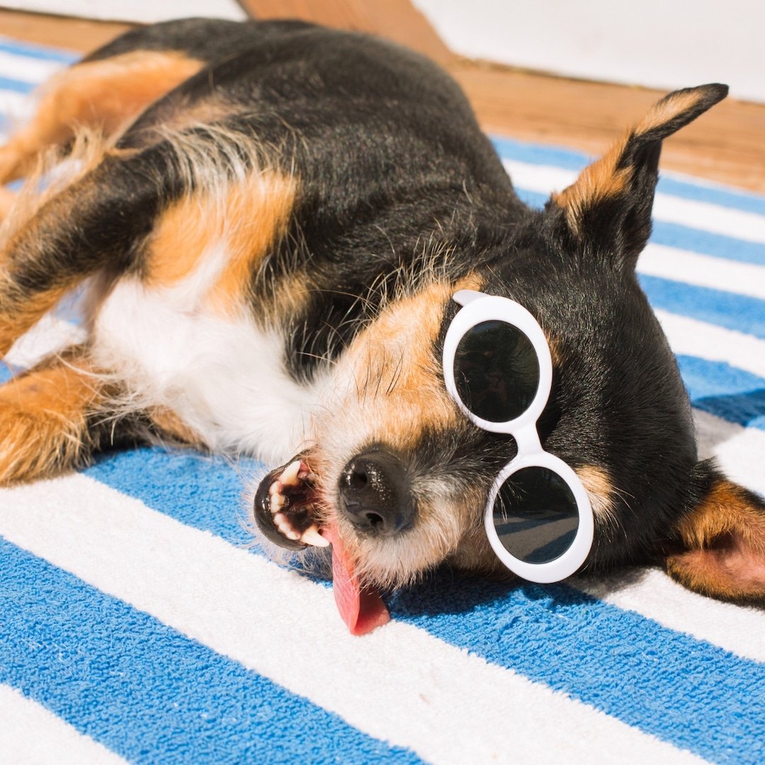 Top 16 Must Have Products to Keep Your Pets Safe and Cool This Summer