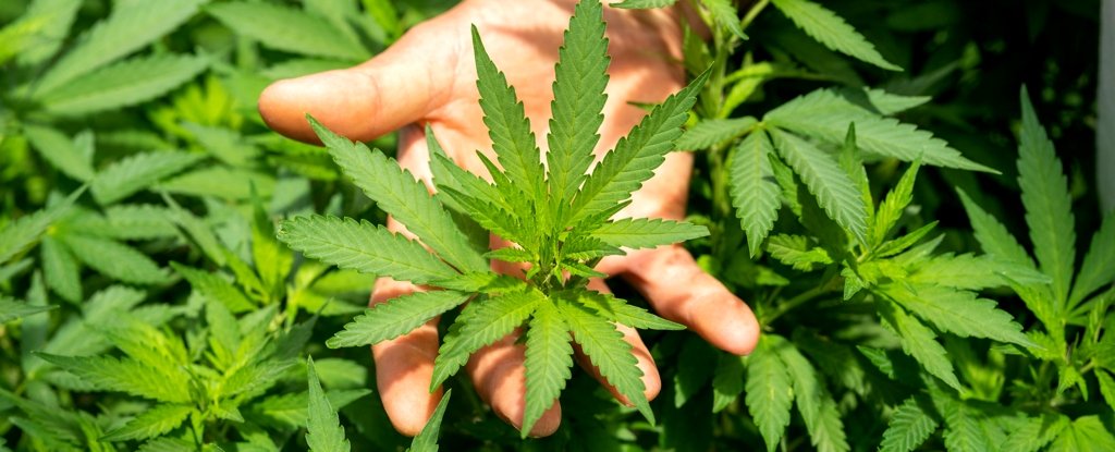 US to Reclassify Cannabis in Dramatic Shift in Drug Policy. Here’s Why. : ScienceAlert