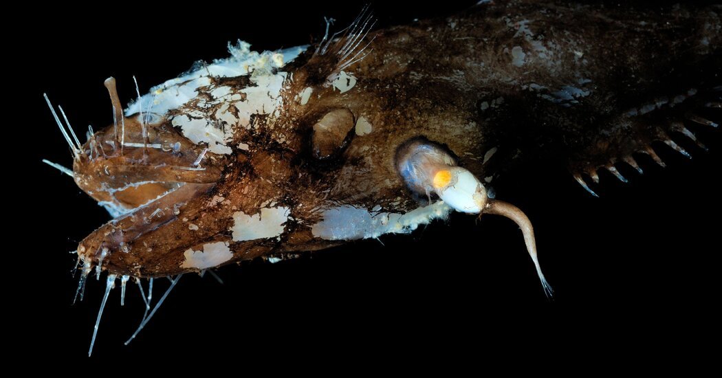 Unconventional Sex Let Anglerfish Conquer the Deep Ocean