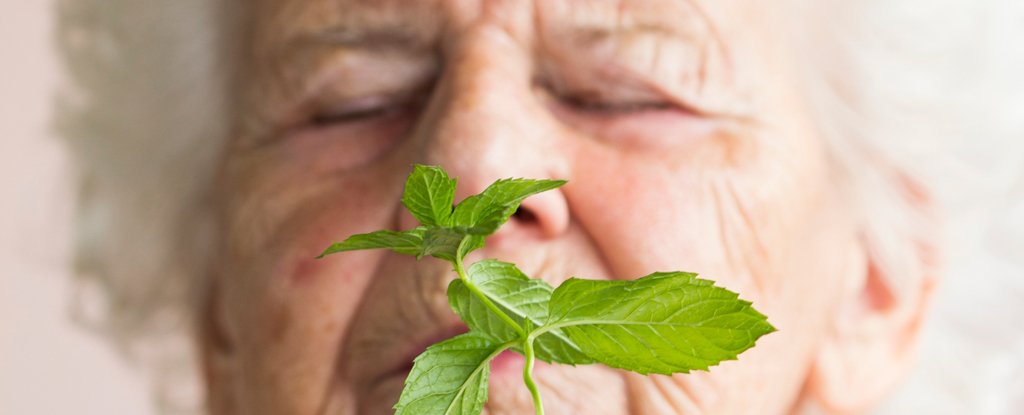 Unexpected Connection Between Menthol And Alzheimers Discovered in Mice ScienceAlert