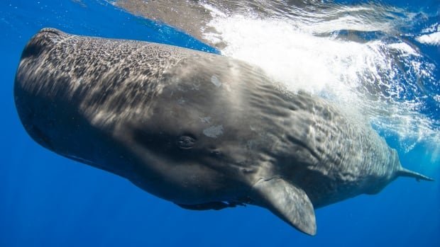 What are whales saying to each other Scientists are a step closer to finding out