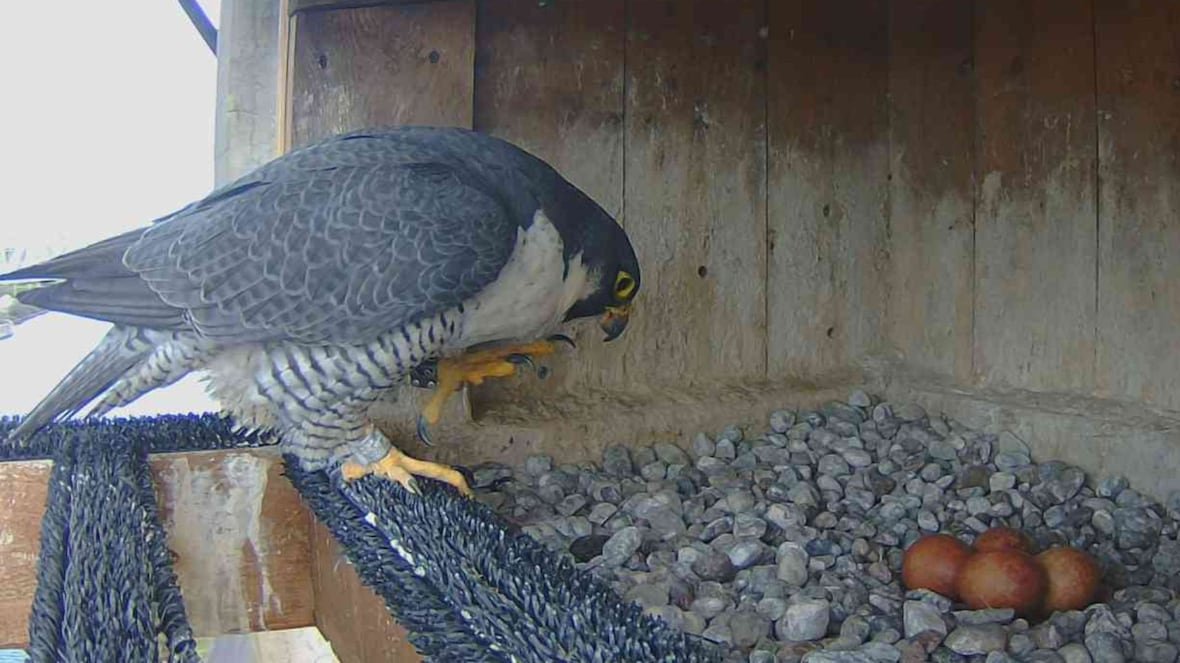 Why 4 falcon eggs have a new home and a new mother on a Montreal bridge
