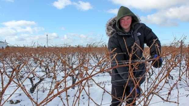 Agricultural antifreeze Sask researchers say spray could help wine grapes handle cold better
