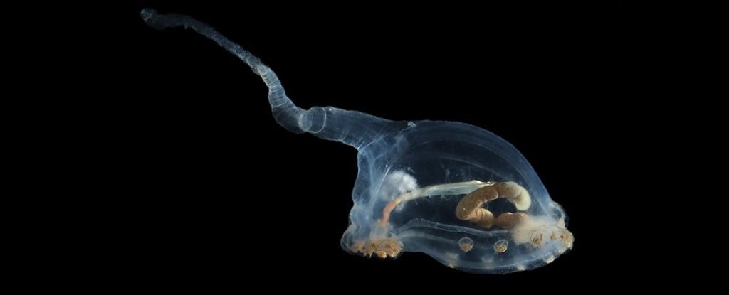 Alien-Looking Species Seen For First Time Ever in Ocean’s Darkest Depths : ScienceAlert