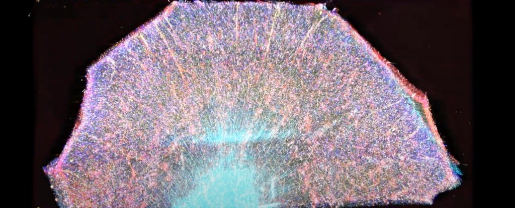 Amazing New Technique Images Alzheimer’s Brain Changes at Every Level, All at Once : ScienceAlert