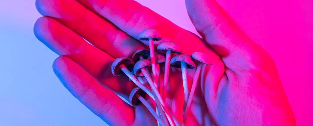 An Alarming Thing Happens Whenever Magic Mushrooms Are Decriminalized ScienceAlert