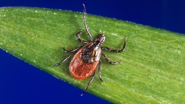 Anaplasmosis is a tick-borne disease that’s on the rise in Canada