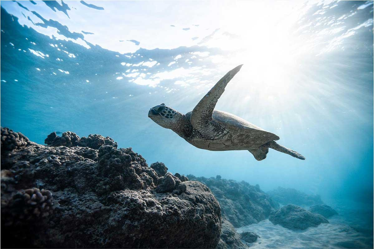 Ancient Mariners: The Plight Of Sea Turtles
