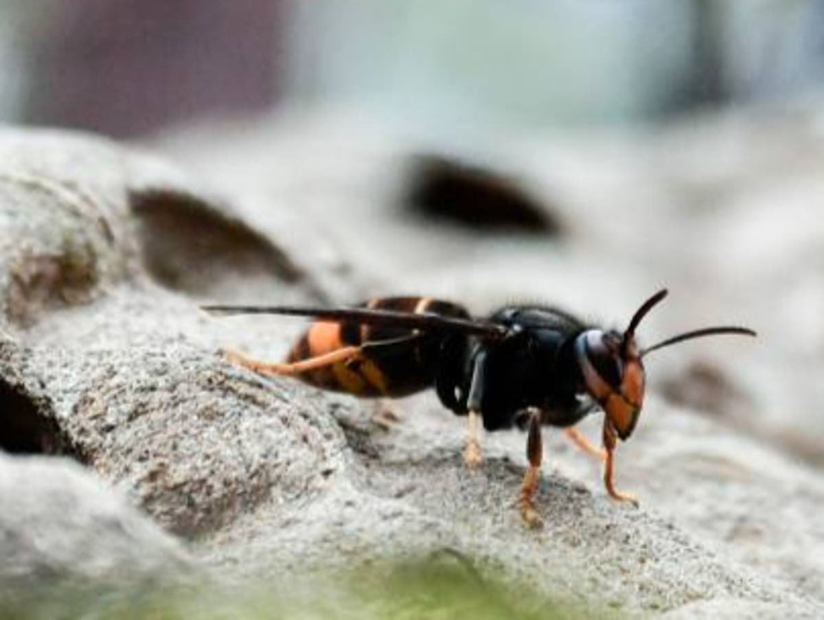 Asian hornets What is insect expected to surge in numbers in UK this summer