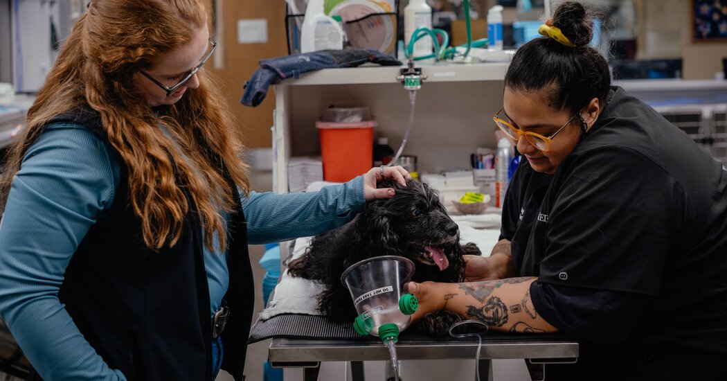 At Animal Hospitals Social Workers Offer Care for the Humans