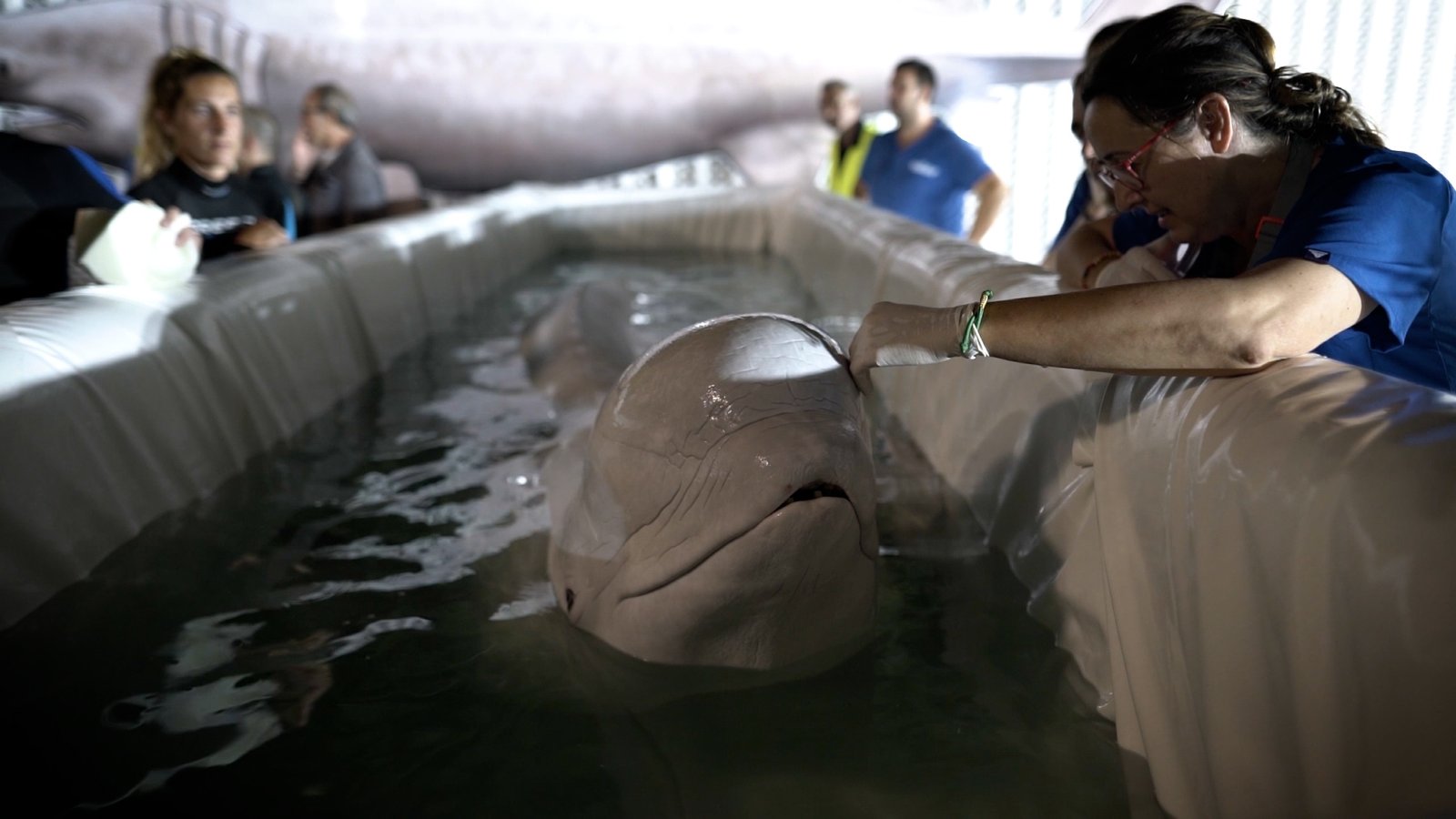 Beluga whales rescued in high risk operation | Conflict