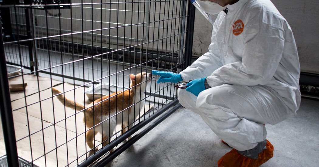 Bird Flu Is Infecting Cats and the Occasional Dog Heres What to Know