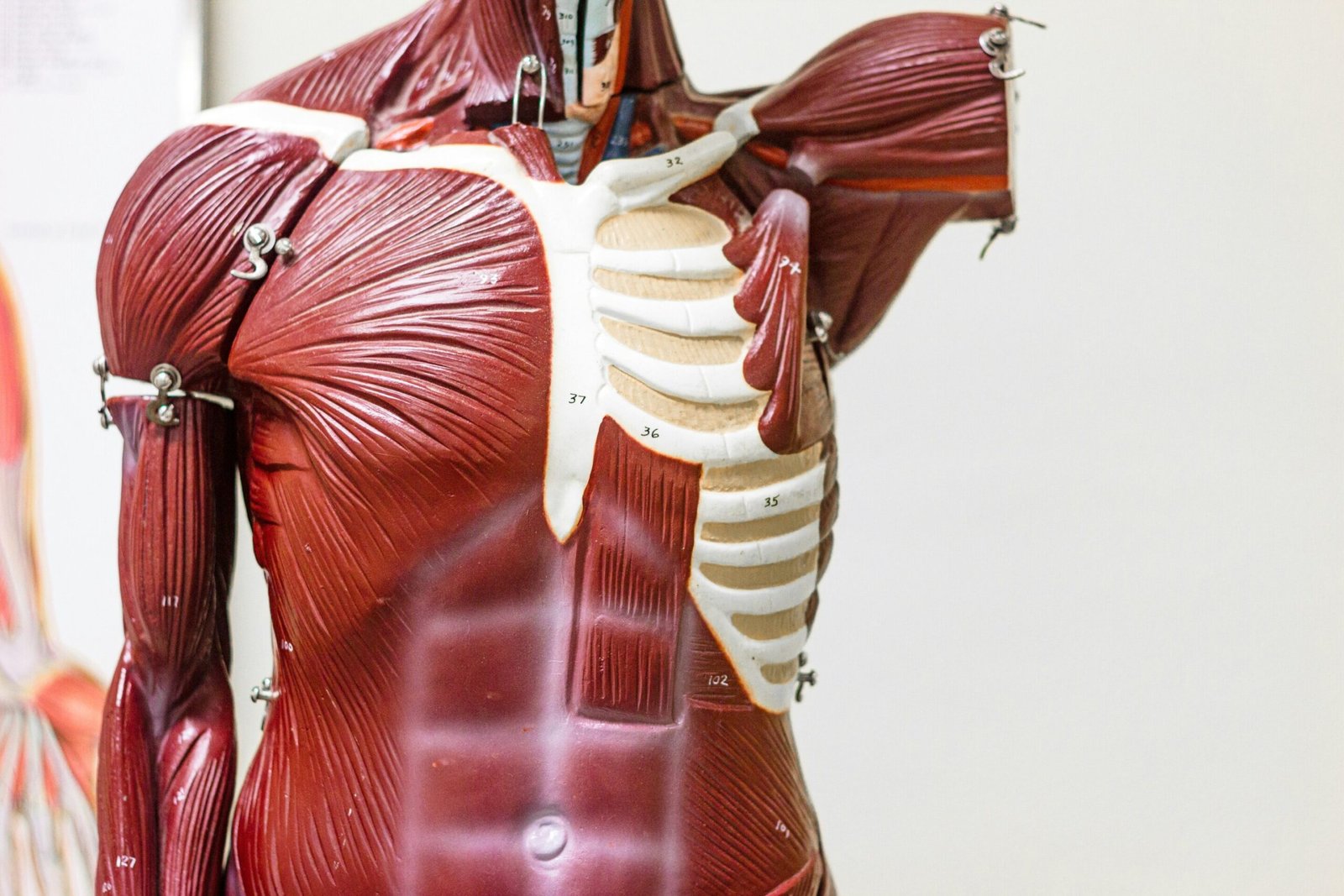 Body organs aren’t always where they are supposed to be