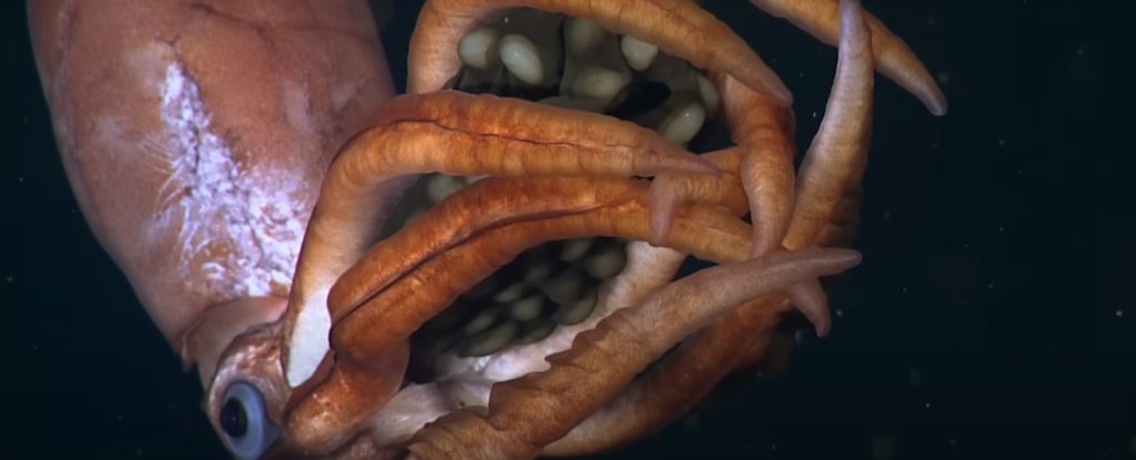 Captivating Video Shows a Mysterious Deep Sea Squid Clutching Its Eggs ScienceAlert