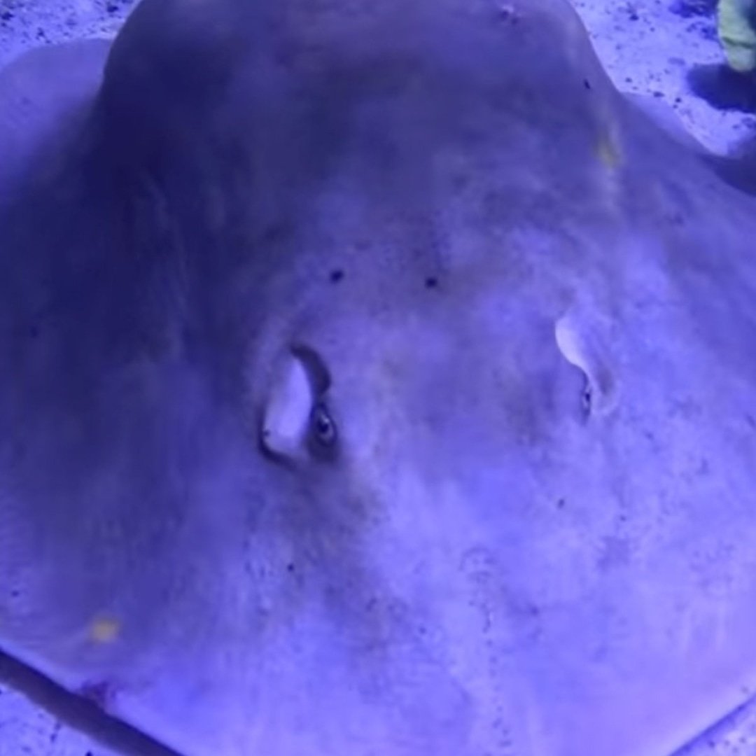 Charlotte the Stingray Is Not Pregnant Aquarium Owner Confirms