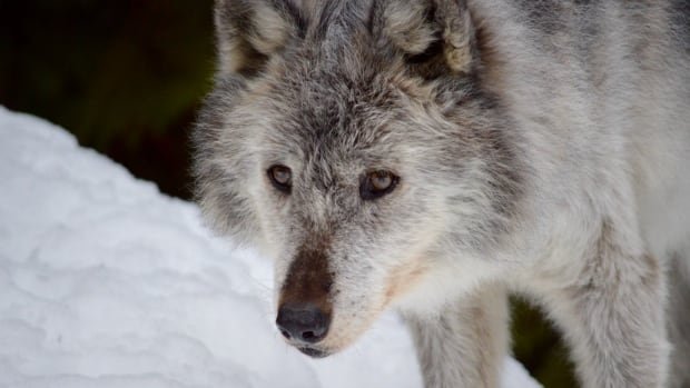 Culling wolves alters the survivors and that could be ‘bad news’ for caribou, study finds