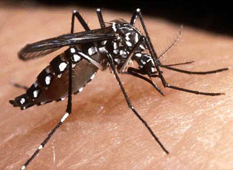 DOH: Dengue cases ‘plateauing,’ but may rise amid rainy season