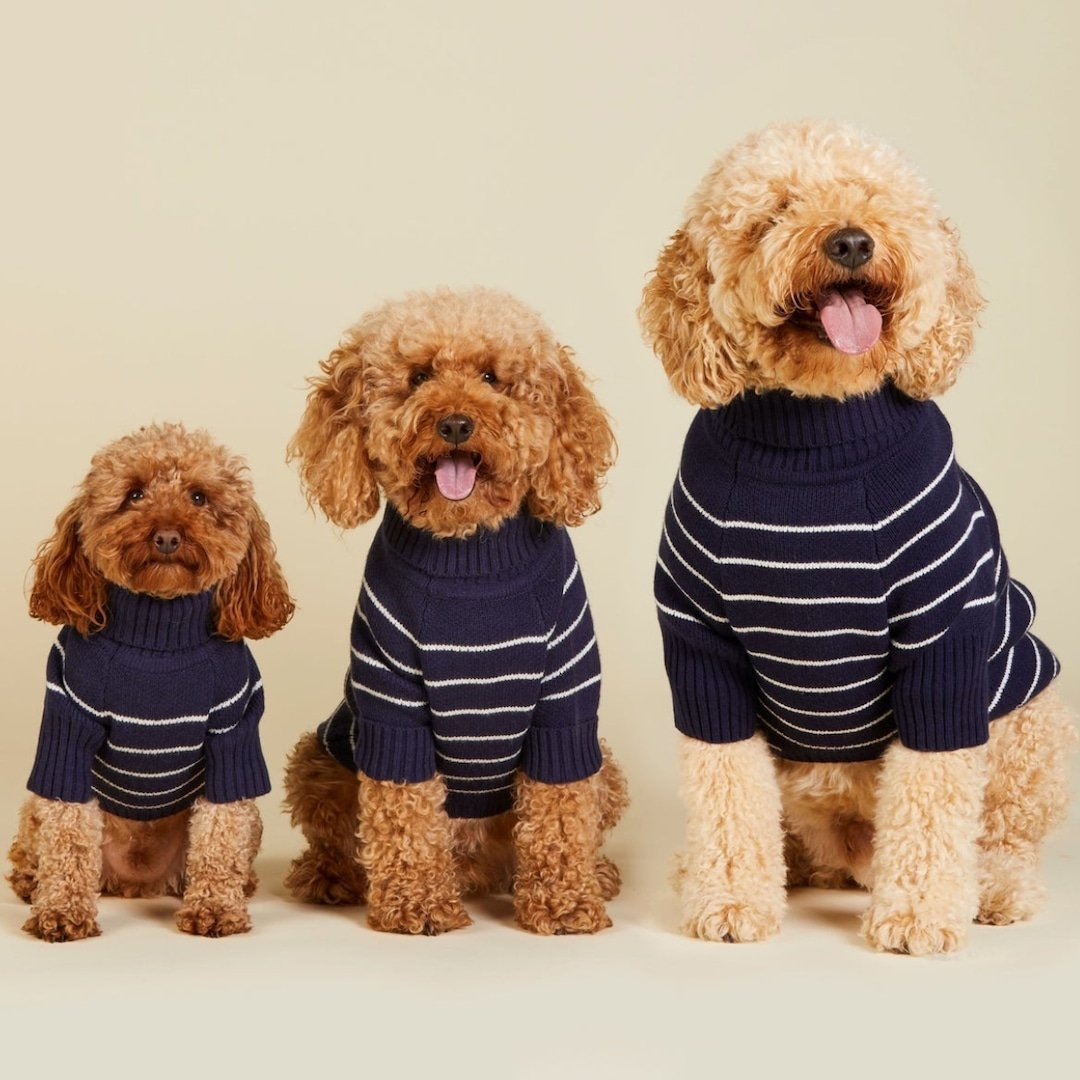 Draper James x The Foggy Dog Has The Cutest Outfits for You Your Pup