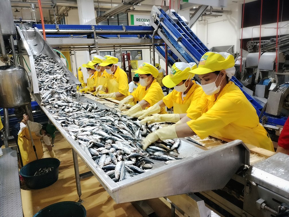 a1 sardines factory food manufacturing