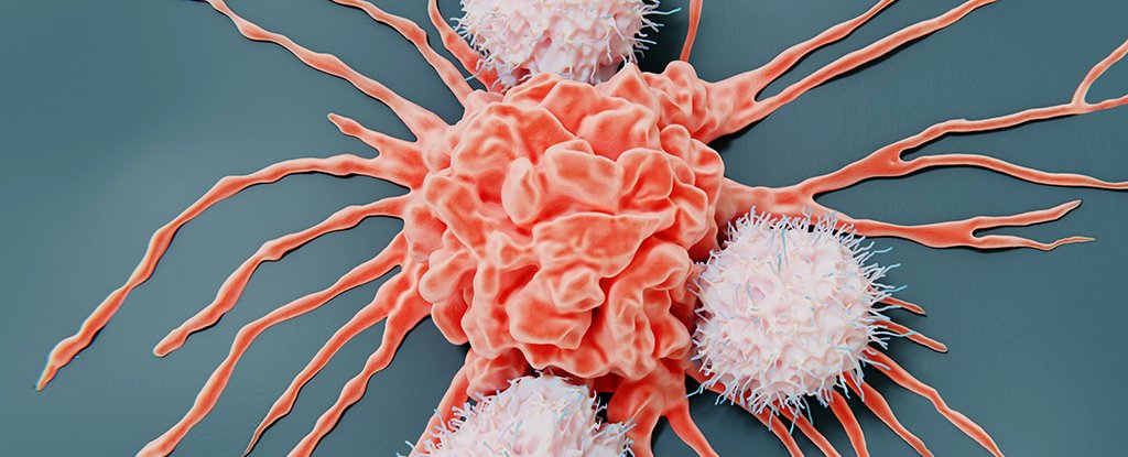 Fasting Boosts Immune Systems Attack on Cancer Mouse Study Finds ScienceAlert