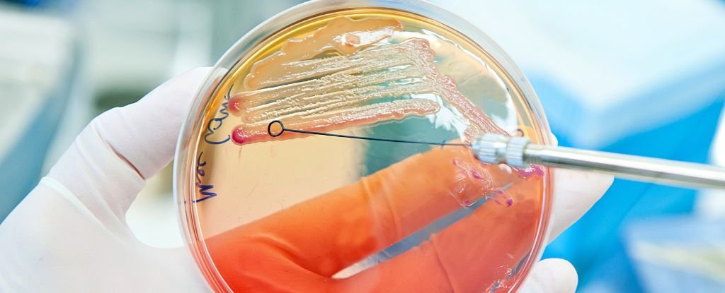 Game Changing Antibiotic Discovered That Spares Good Bacteria ScienceAlert