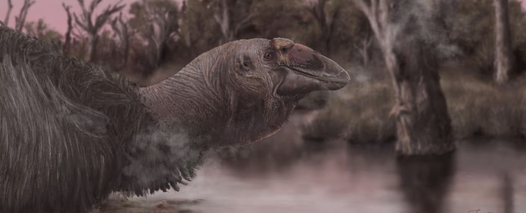 Giant ‘Giga-Goose’ Once Thundered Across Prehistoric Australia : ScienceAlert