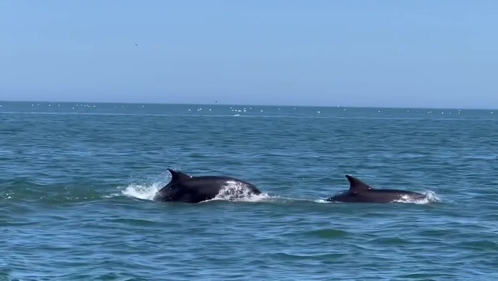Huge pod of bottlenose dolphins spotted off East Yorkshire coast | News