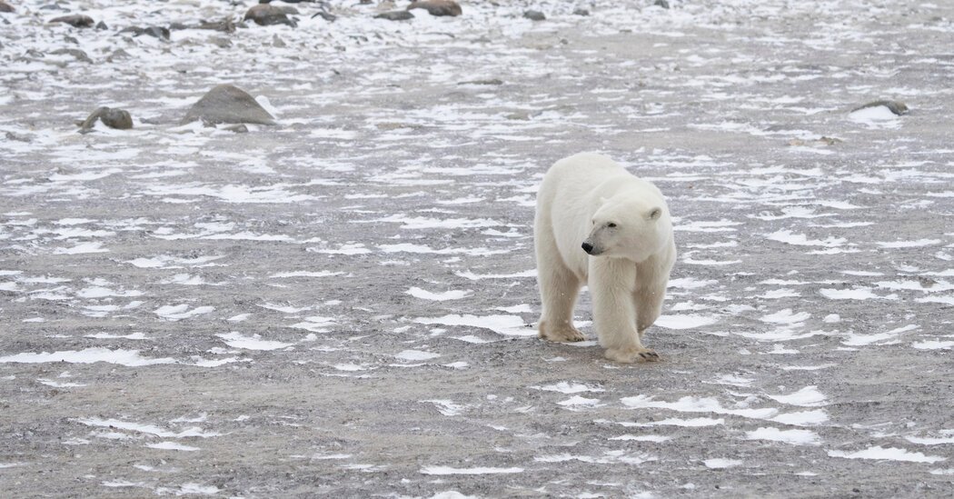 If Paris Agreement Goals Are Missed These Polar Bears Could Go Extinct