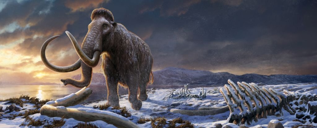 Inbreeding Not to Blame For Wooly Mammoth Extinction, Surprising Study Finds : ScienceAlert