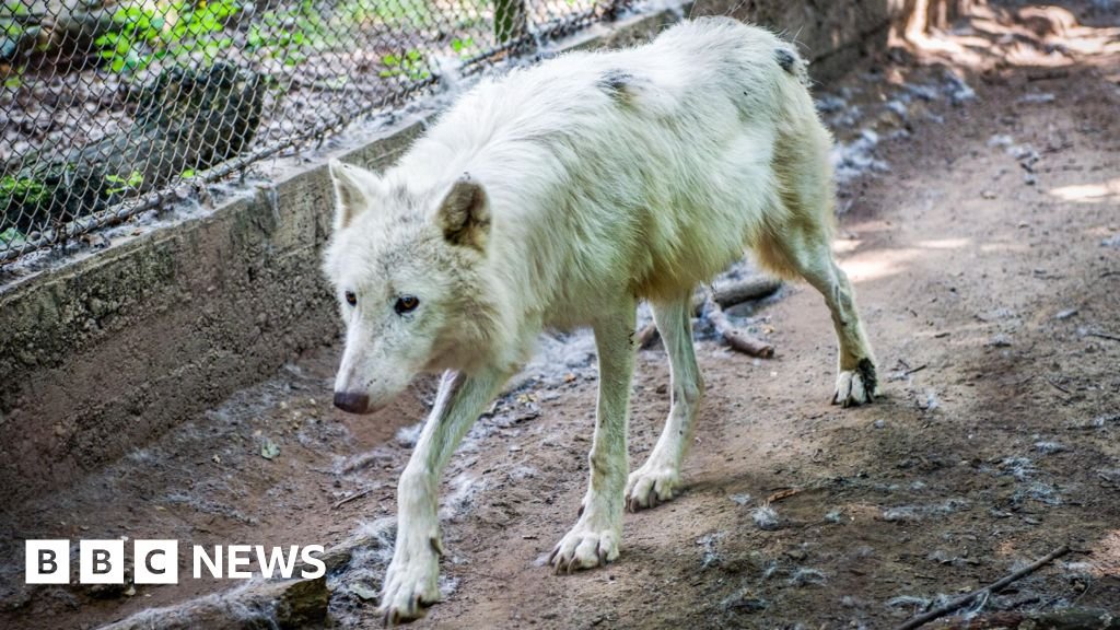 Jogger wounded by wolves at Thoiry park