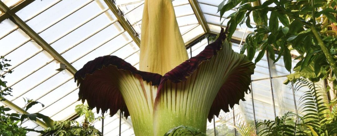 Kew’s Most Famous Plant Continues to Turn Heads (And Noses) 135 Years On : ScienceAlert