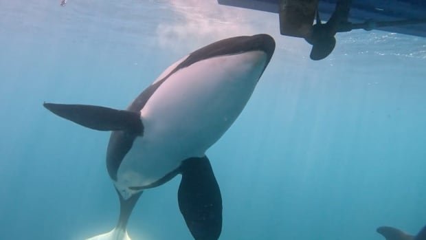Killer whales are ramming boats for fun, scientists say. A new report offers ways to protect mariners