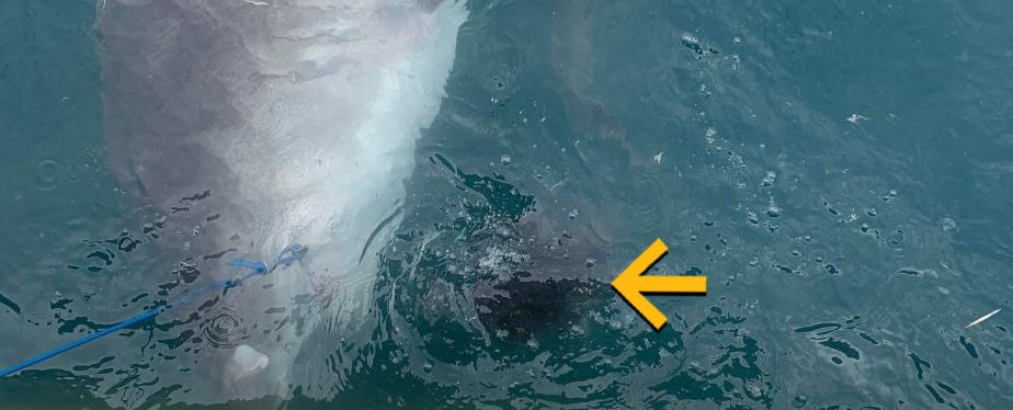 Marine Biologist Shocked to See a Shark Vomit a Famous Aussie Icon ScienceAlert
