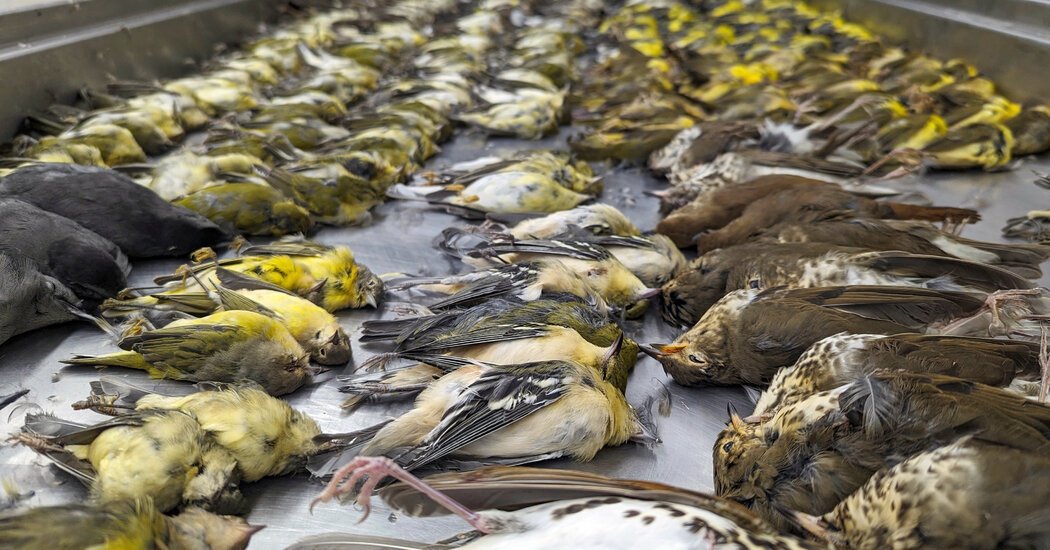 More Than 1000 Birds Died One Night in Chicago Will It Happen Again