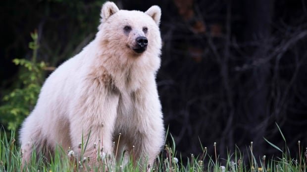 Mourning loss of beloved blond bear wildlife advocates want more protection for the animals