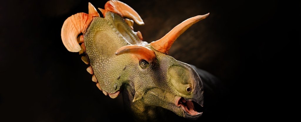 Newly Found Dinosaur Lokiceratops Had Insane Horns Unlike Any Other : ScienceAlert