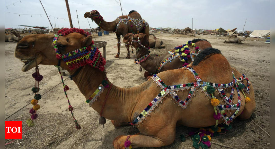 Pakistani men cut camel’s leg for trespassing, post video