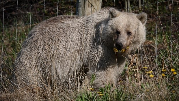 Parks Canada officials devastated to report white grizzly known as Nakoda has died