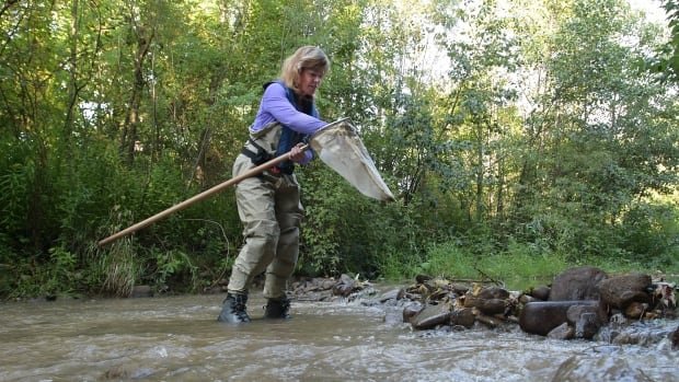 Pharmaceuticals in our waterways affect wildlife This researcher says its a big problem